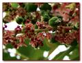  Malay gooseberry ، damsel ، star gooseberry